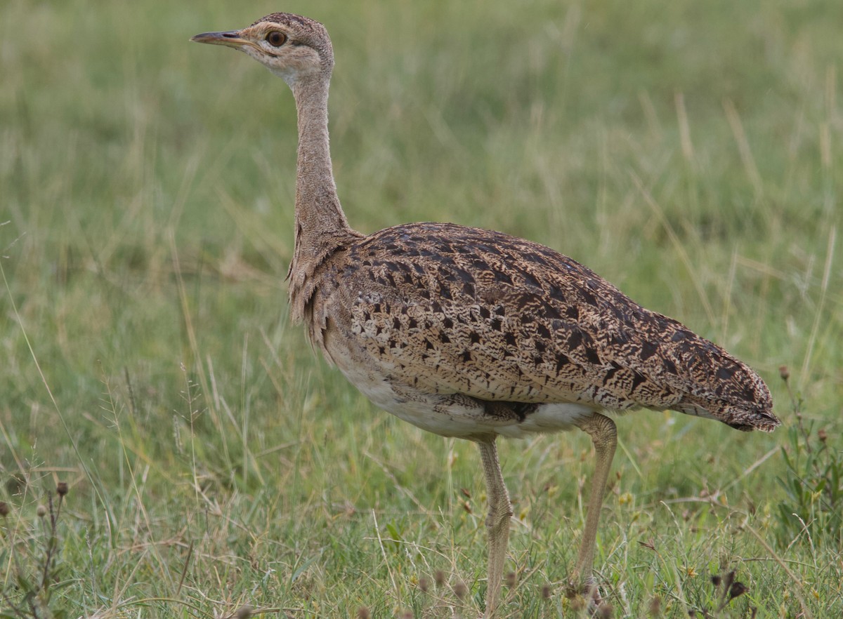 Black-bellied Bustard - Ken Havard