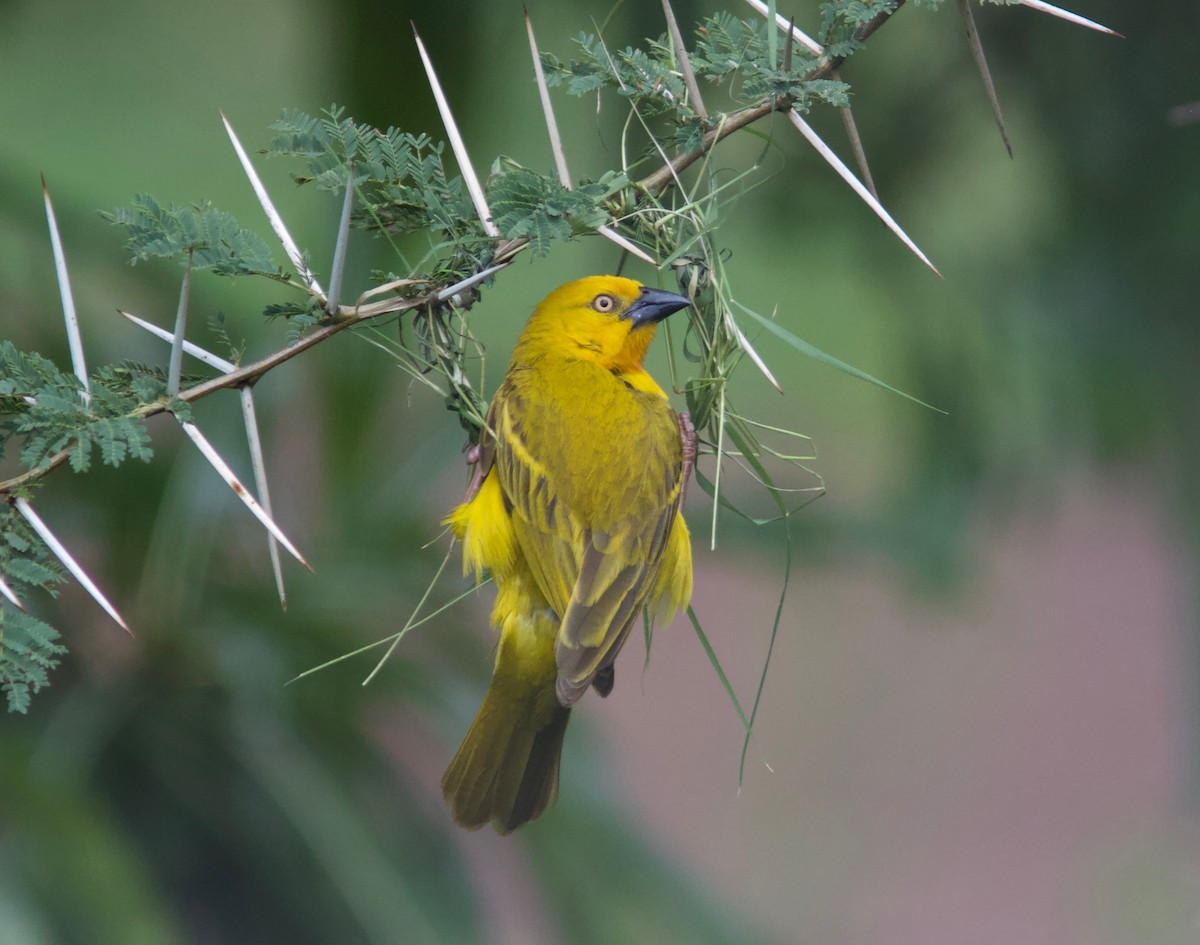 Holub's Golden-Weaver - ML204566631