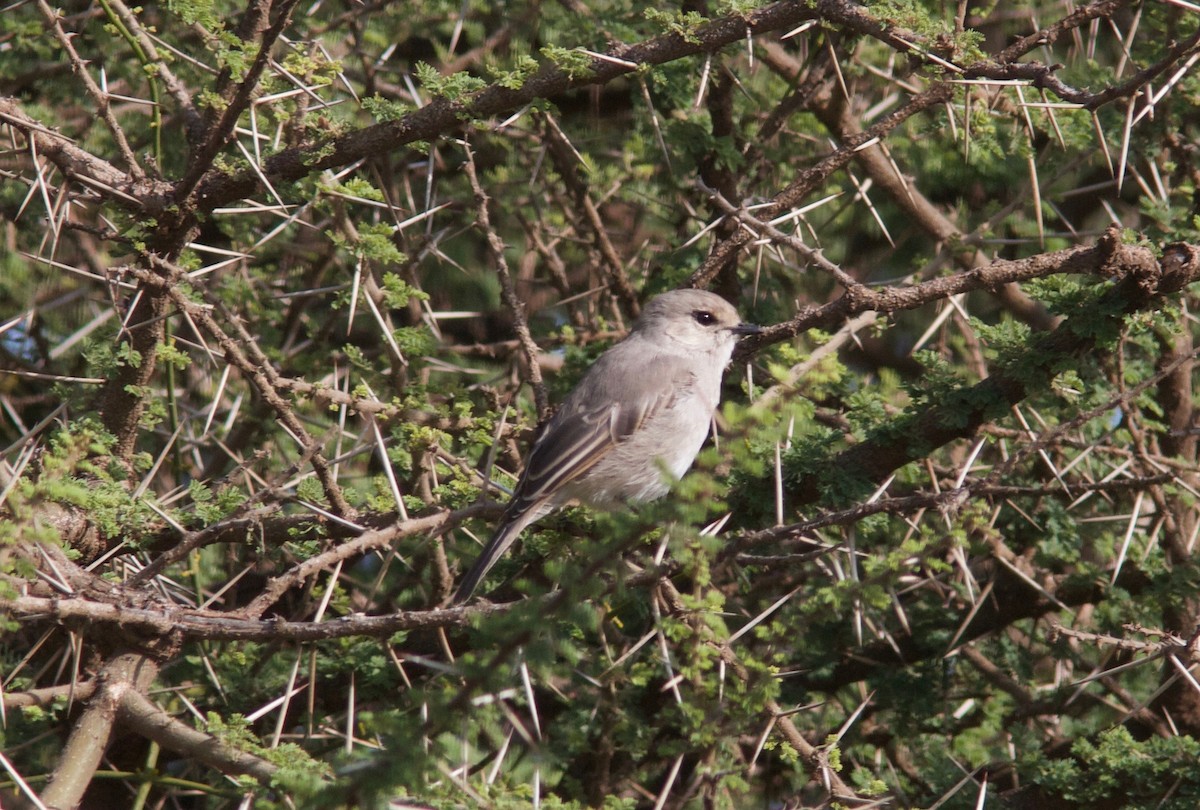 African Gray Flycatcher (African Gray) - ML204566651