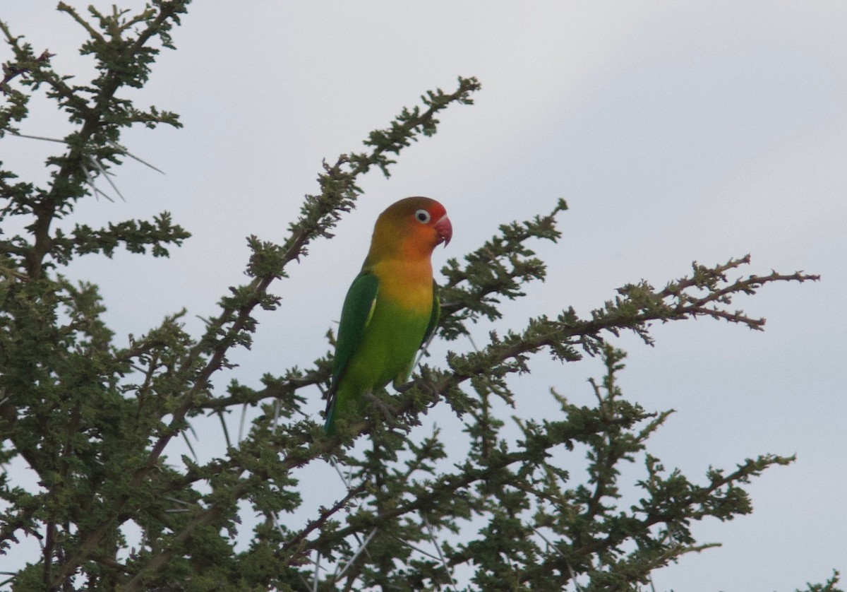 Fischer's Lovebird - ML204566751