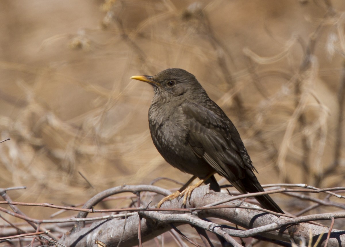 Chiguanco Thrush (anthracinus) - ML204567081