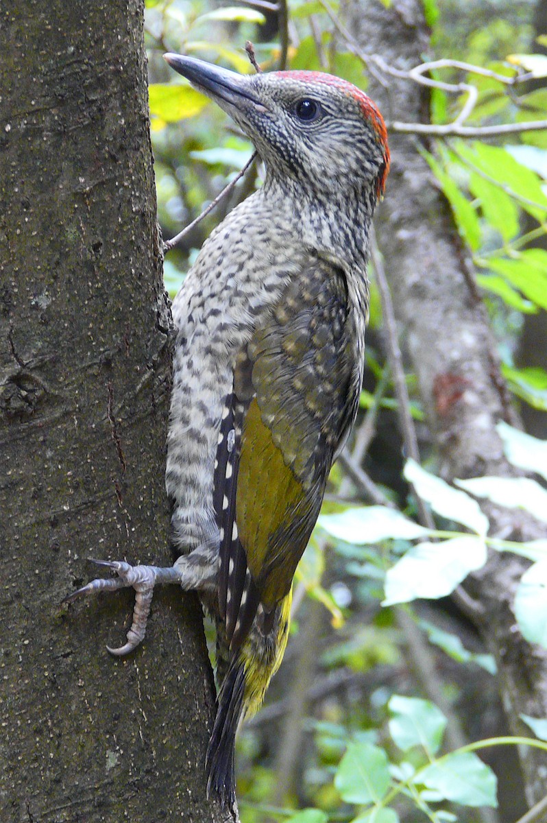 Eurasian Green Woodpecker (Eurasian) - ML204567261