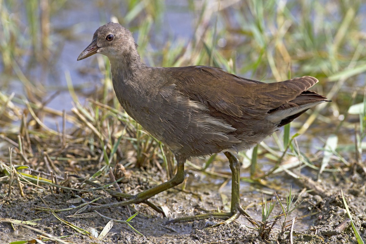 Eurasian Moorhen - Marco Valentini