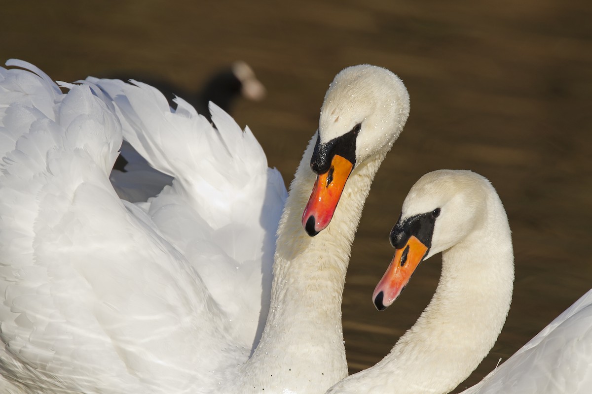 Mute Swan - ML204567461