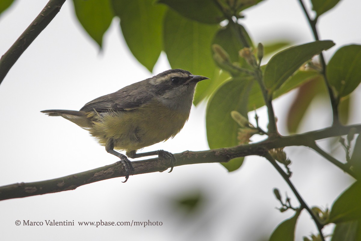 Platanero (grupo luteola) - ML204567741