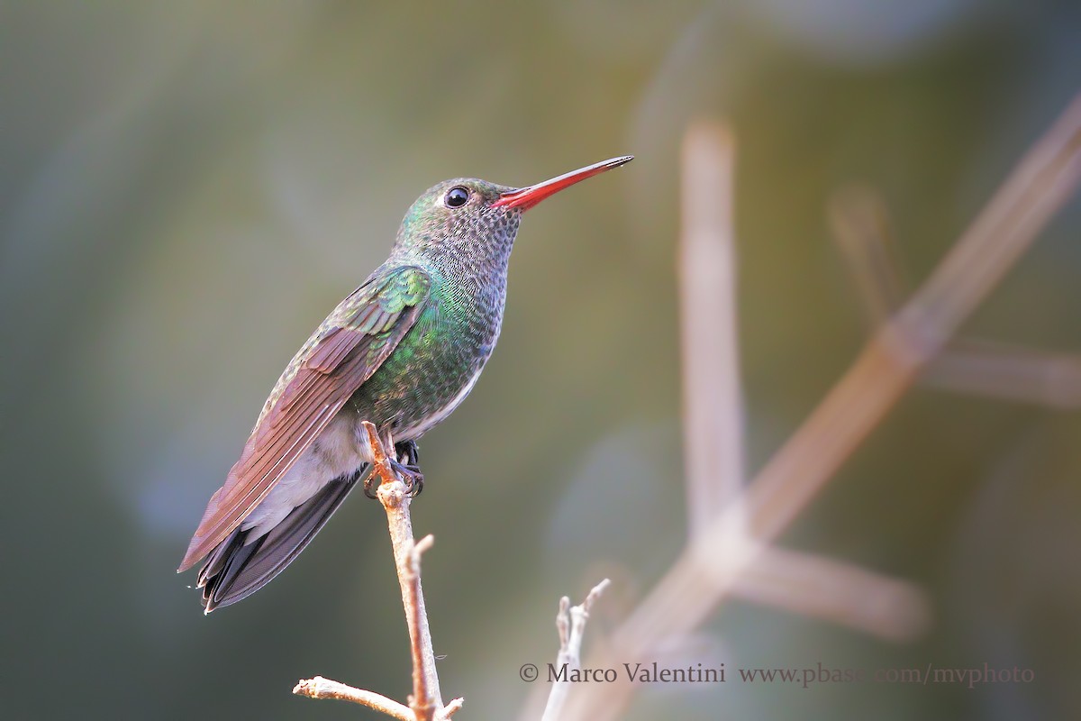 Glittering-throated Emerald - ML204567791