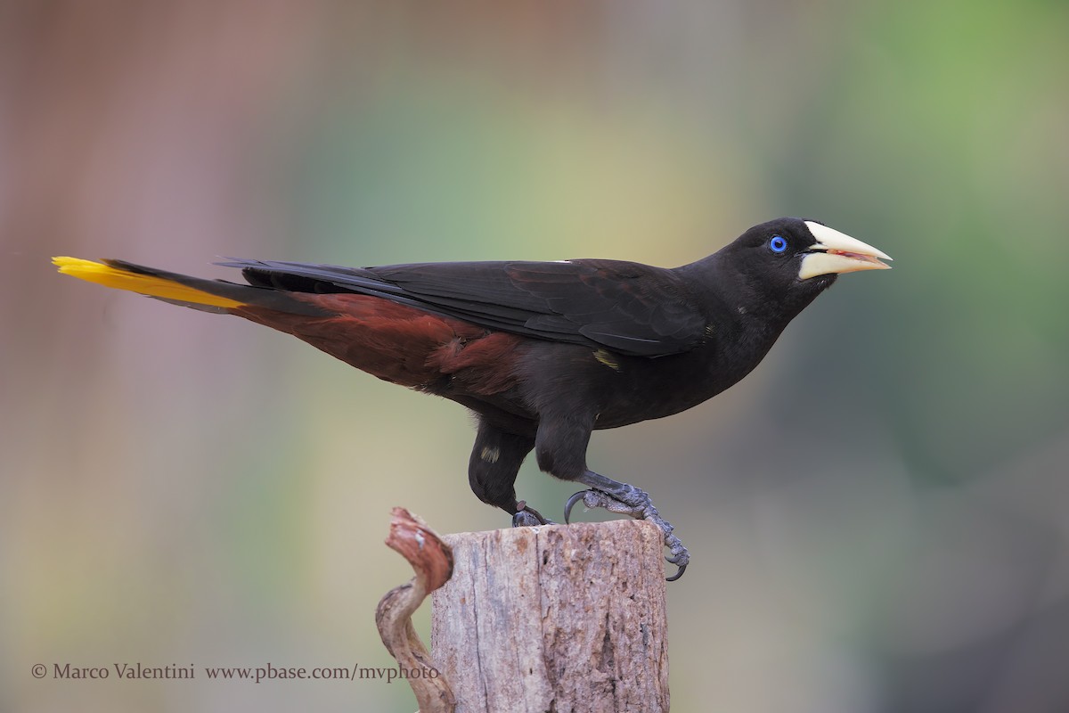 Crested Oropendola - Marco Valentini