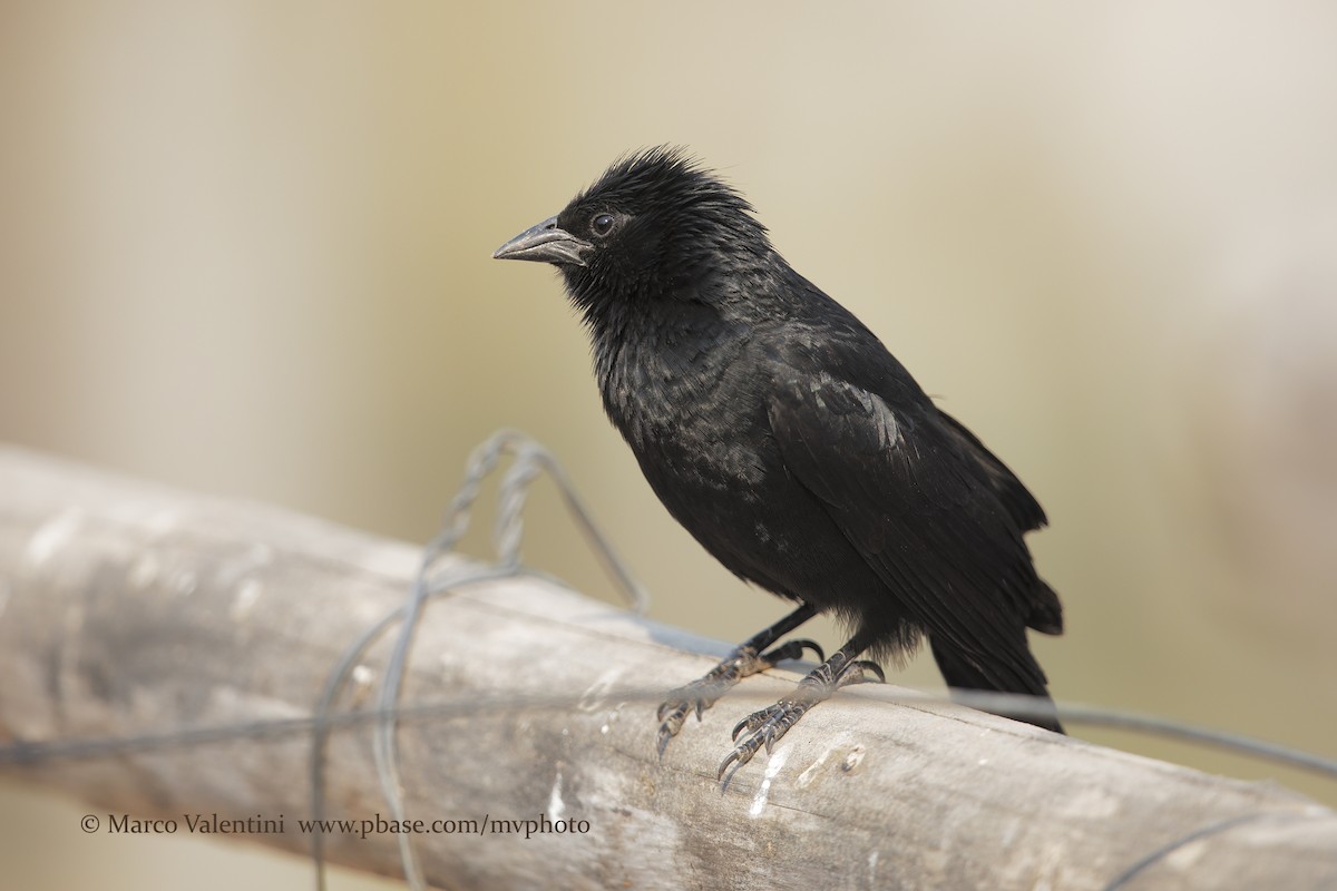 Chopi Blackbird - Marco Valentini