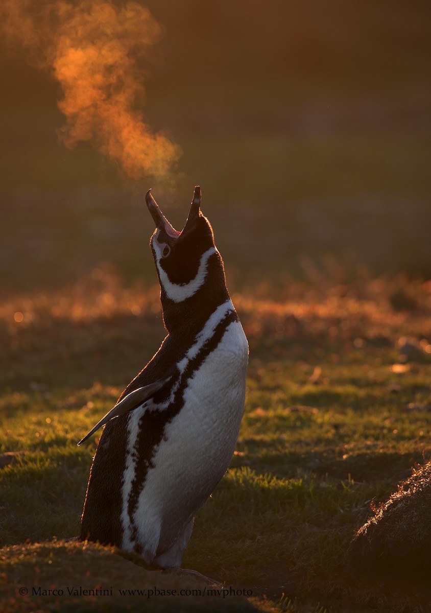 Magellanic Penguin - ML204567851