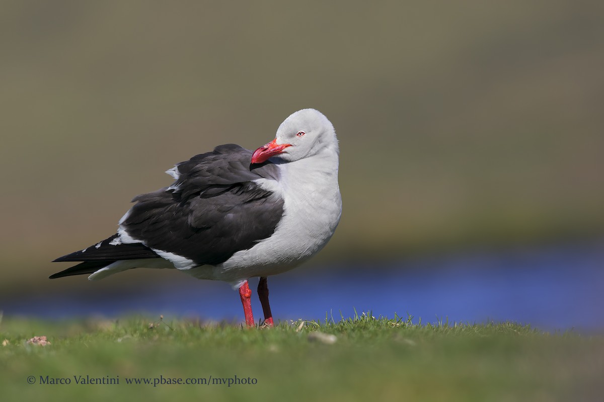 Dolphin Gull - ML204567861