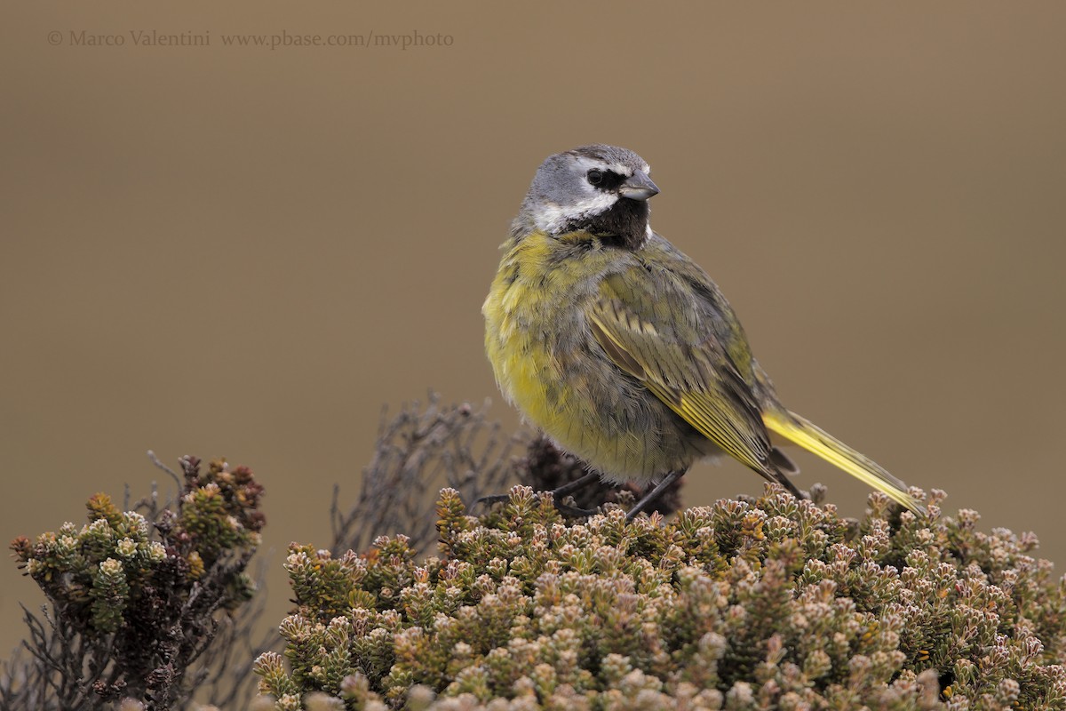 White-bridled Finch - ML204567961