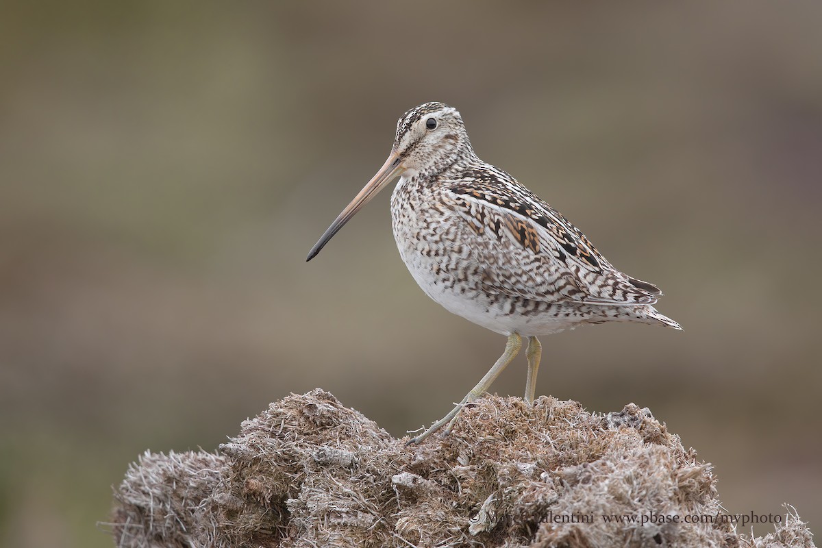 Magellanic Snipe - Marco Valentini