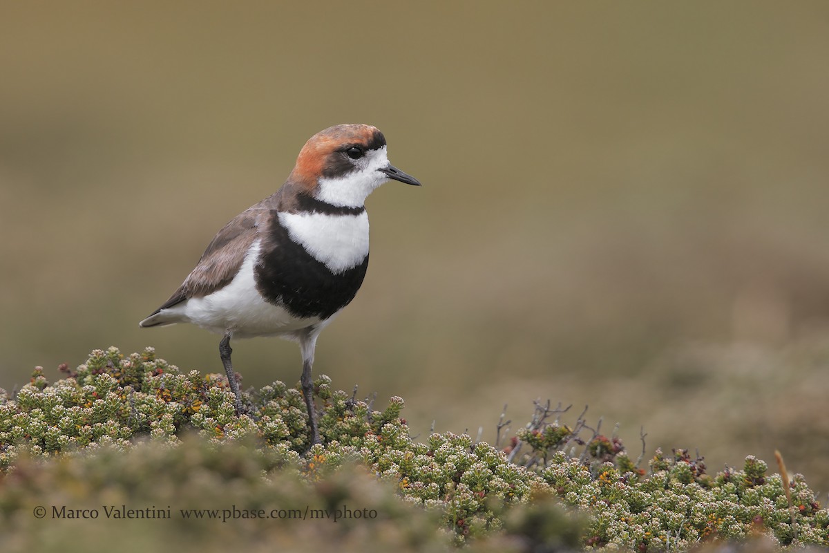 Two-banded Plover - Marco Valentini