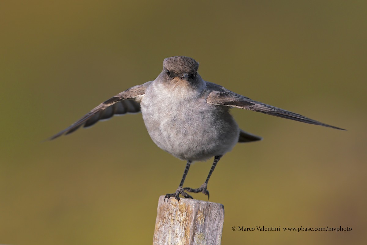 Dormilona Carinegra (maclovianus) - ML204568131