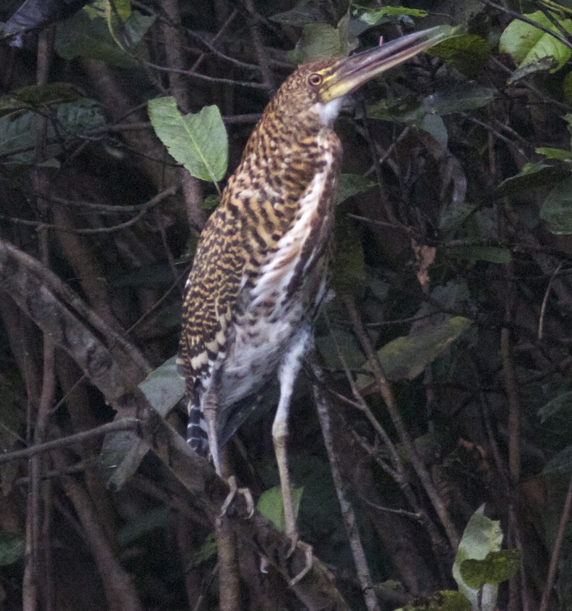 Rufescent Tiger-Heron - ML204568501