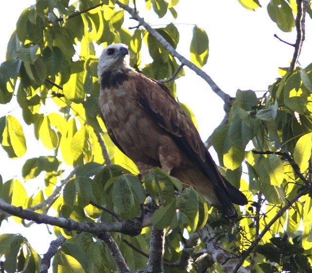 Black-collared Hawk - ML204568551