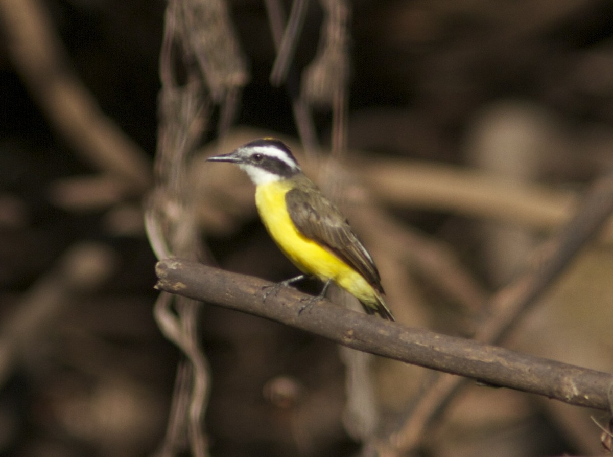 Lesser Kiskadee - ML204568561