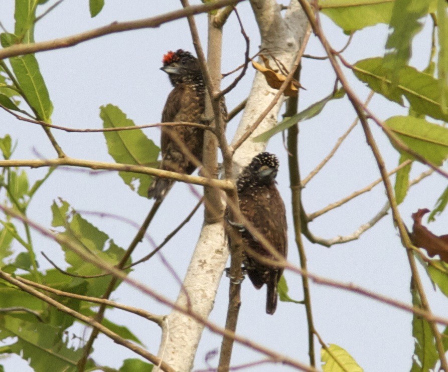 Varzea Piculet - Ken Havard