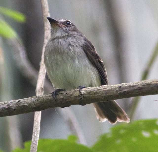 Fuscous Flycatcher (Fuscous) - ML204568721