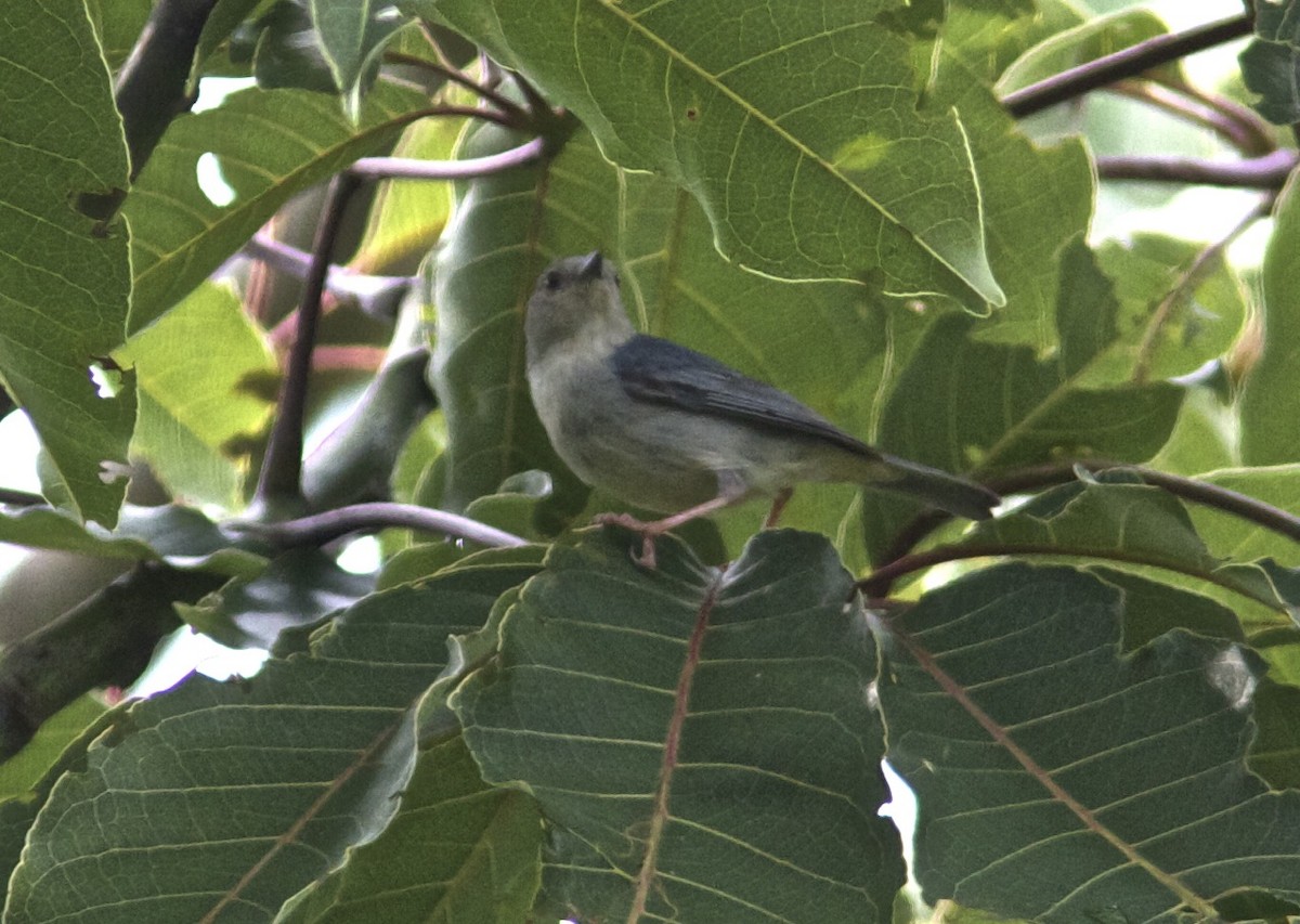 Pearly-breasted Conebill - ML204568761