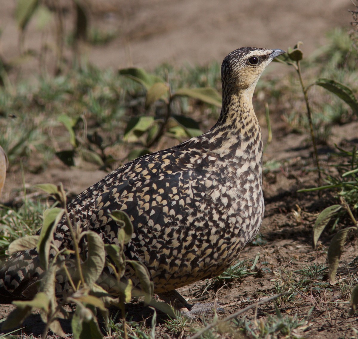 Yellow-throated Sandgrouse - ML204569021