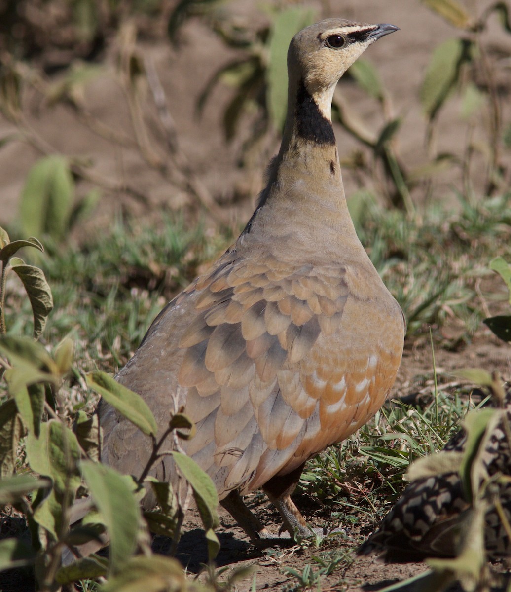 Yellow-throated Sandgrouse - ML204569031