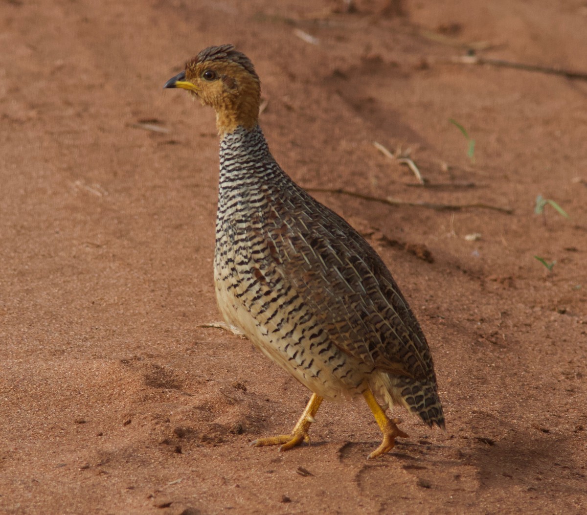 Coqui Francolin (Plain-breasted) - ML204569161