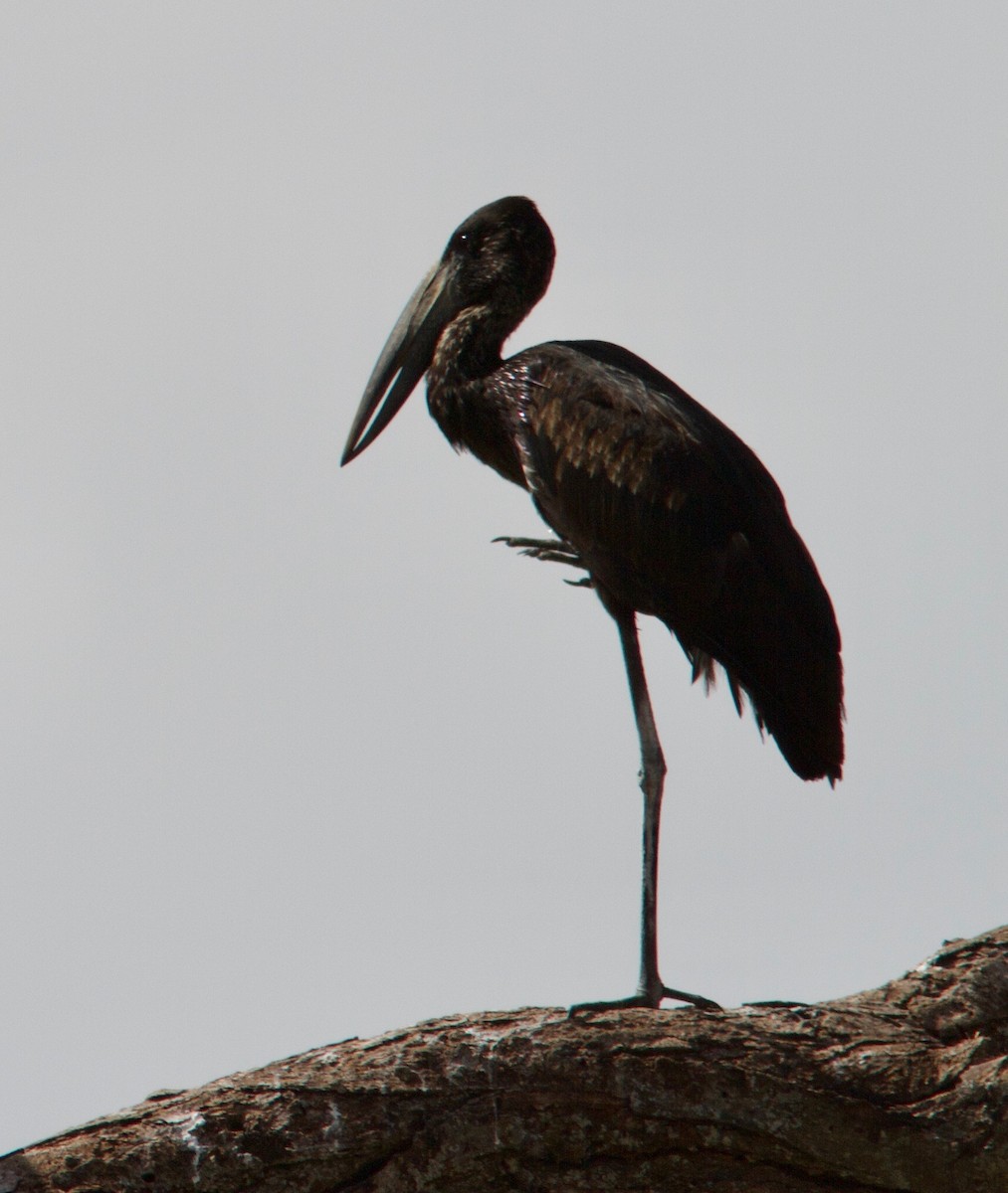 African Openbill - ML204569231