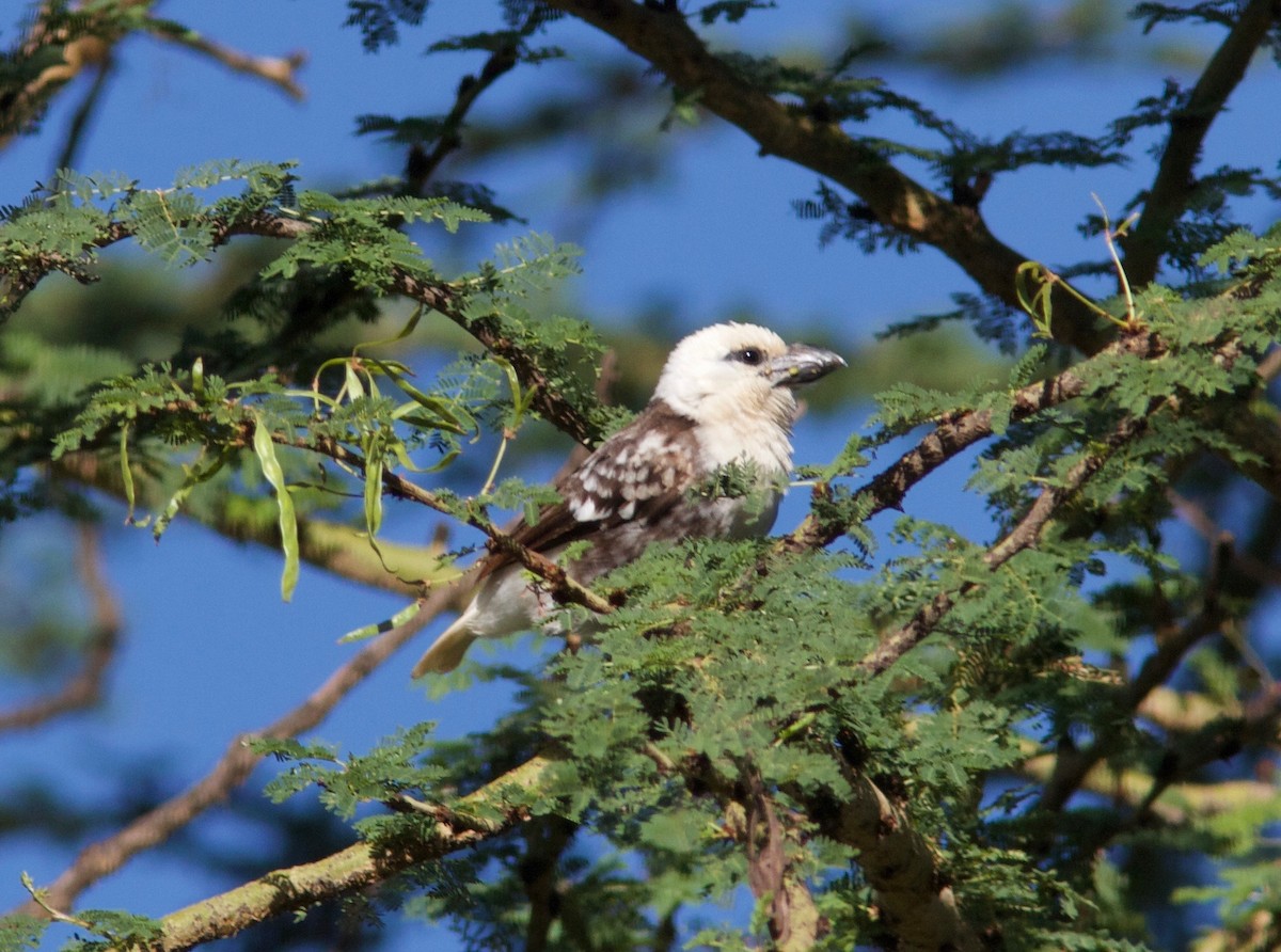 White-headed Barbet (White-headed) - ML204569331