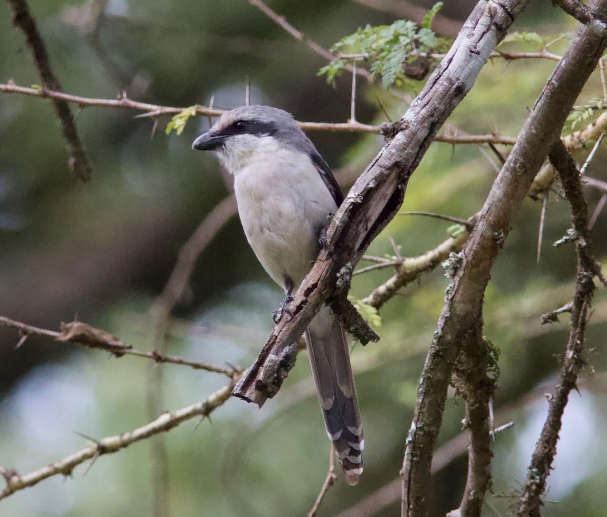 Mackinnon's Shrike - ML204569381