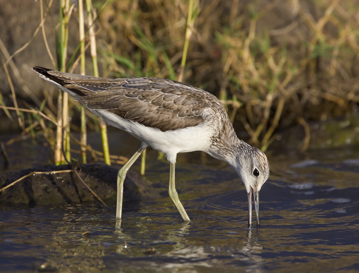 Common Greenshank - Marco Valentini