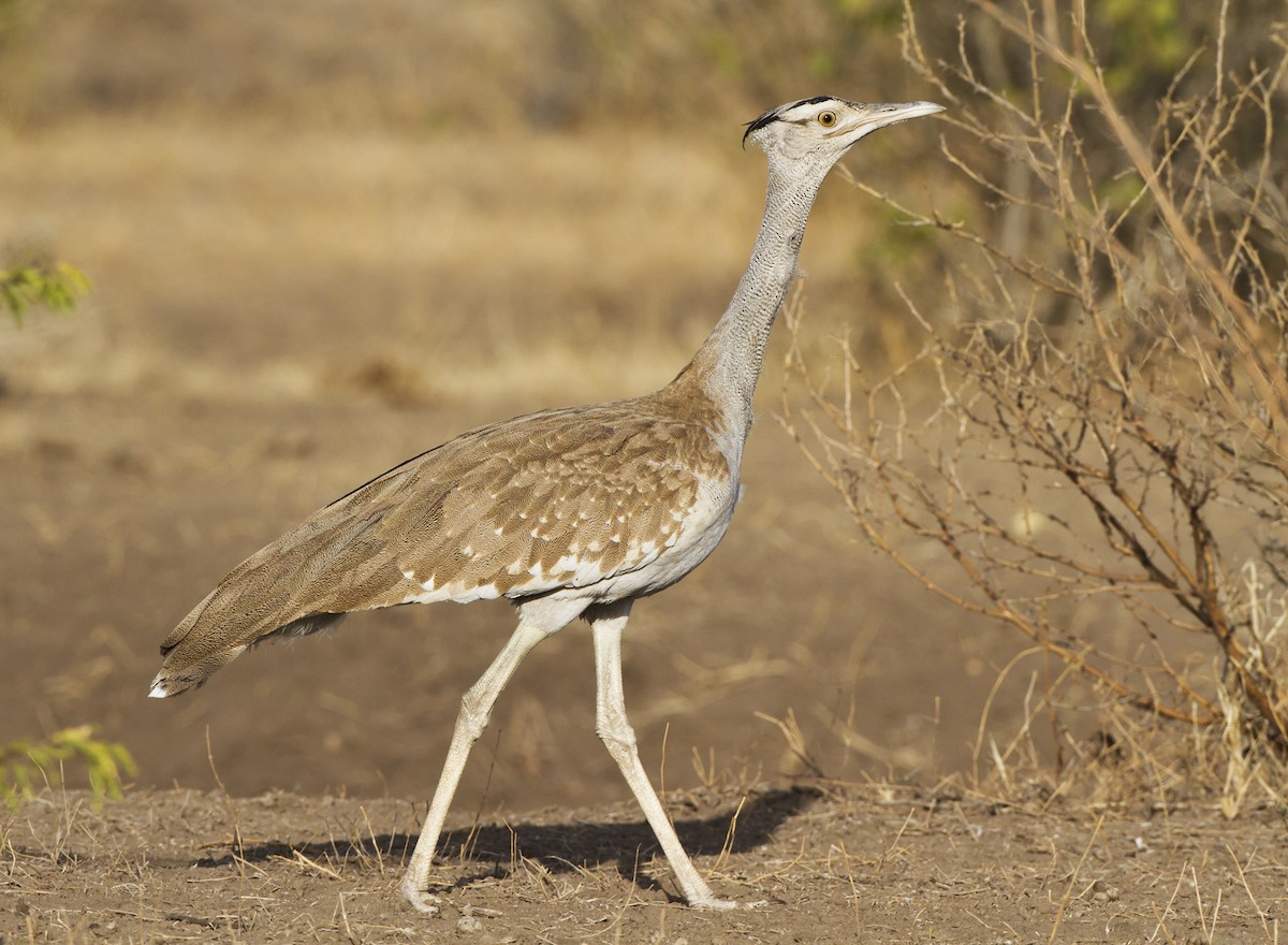 Arabian Bustard - Marco Valentini