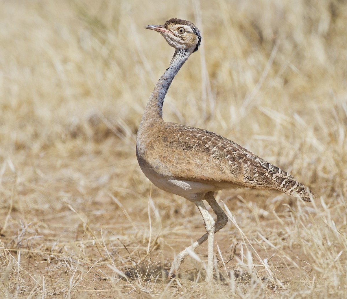 White-bellied Bustard - Marco Valentini