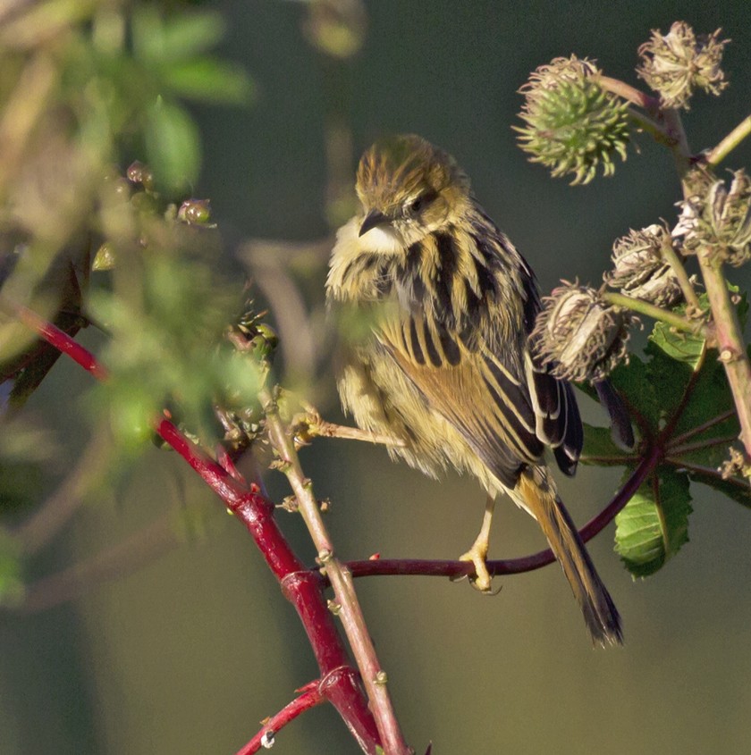 Ethiopian Cisticola - ML204569691