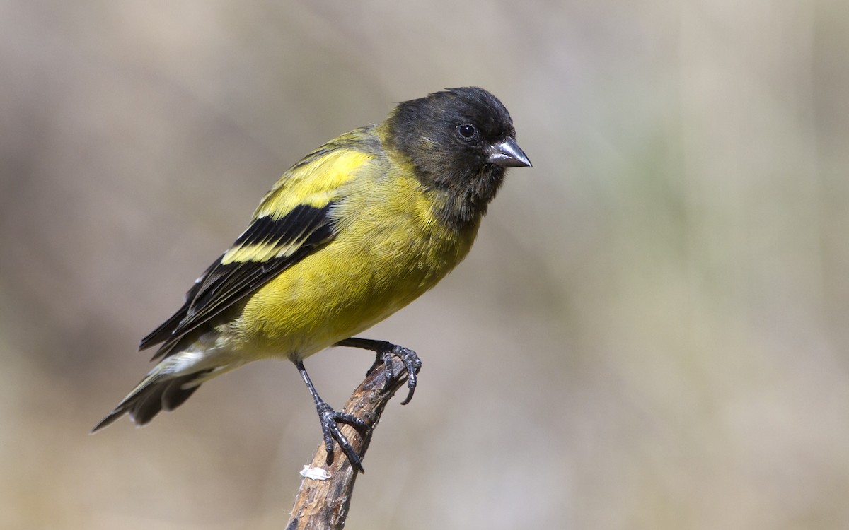 Ethiopian Siskin - Marco Valentini