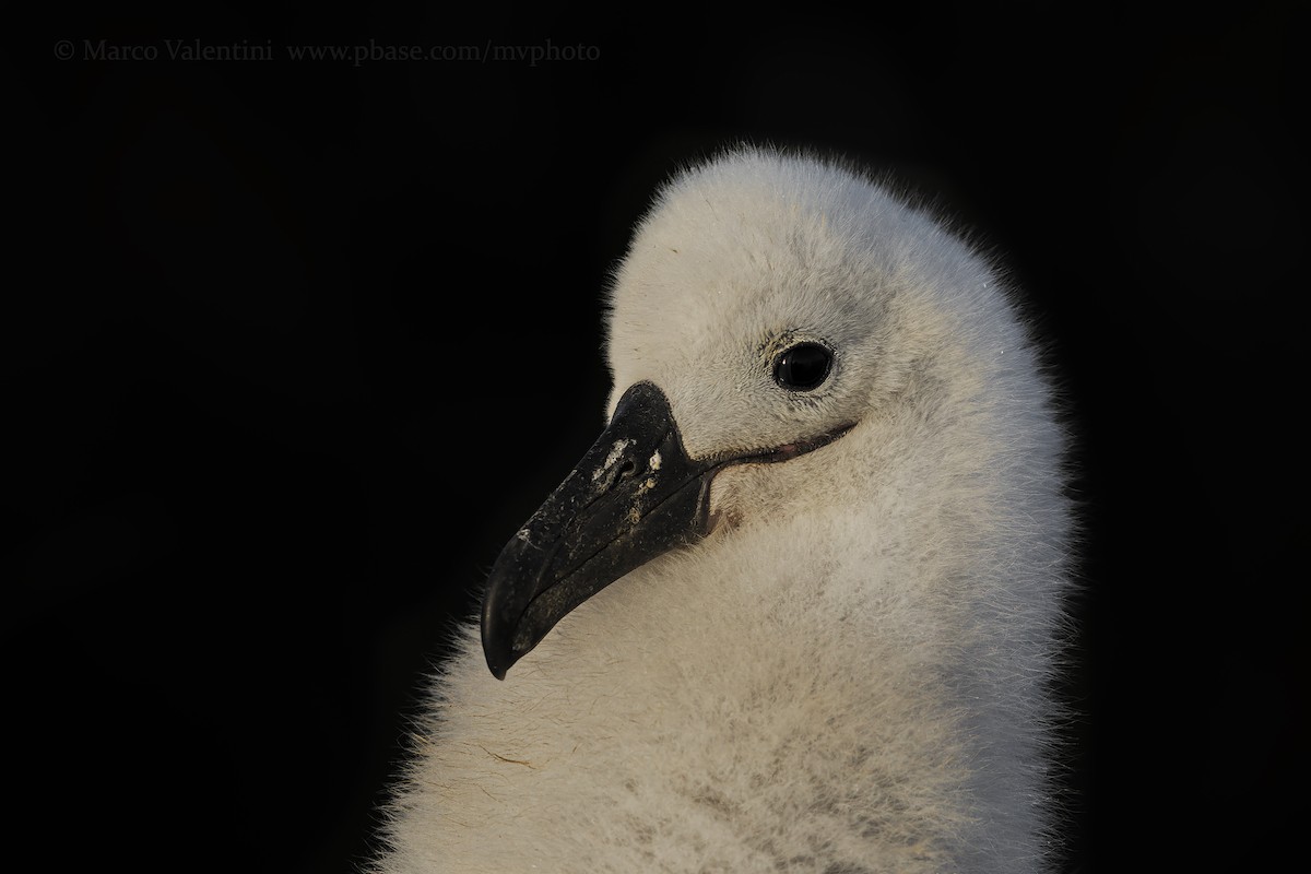 マユグロアホウドリ（melanophris） - ML204570011