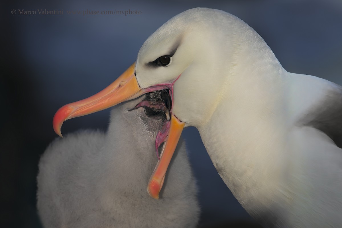 svartbrynalbatross (melanophris) - ML204570021