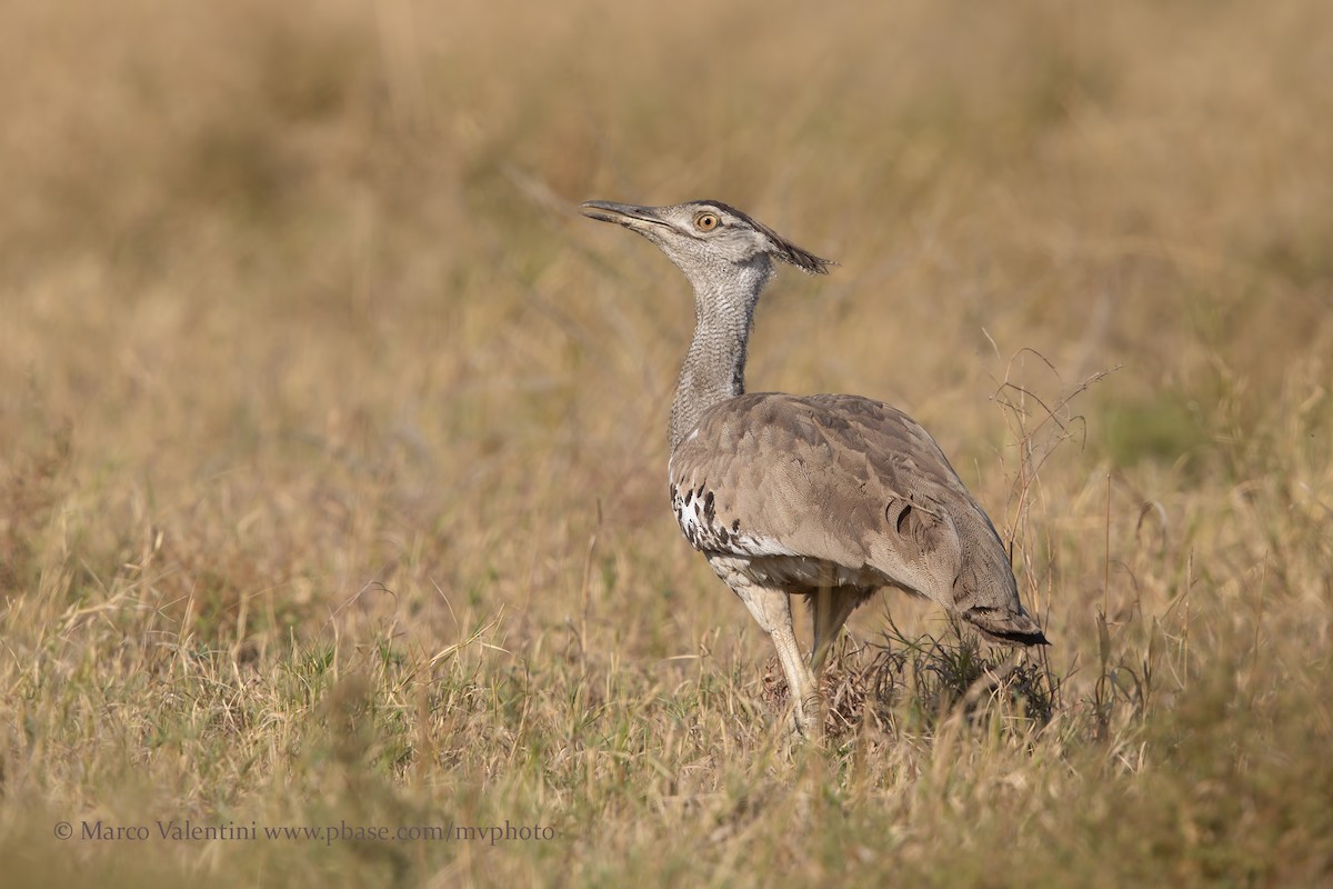 Kori Bustard - ML204570061