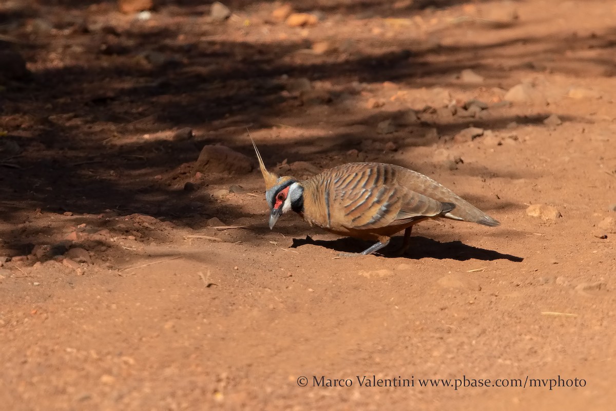 Spinifex Pigeon (Rufous-bellied) - Marco Valentini