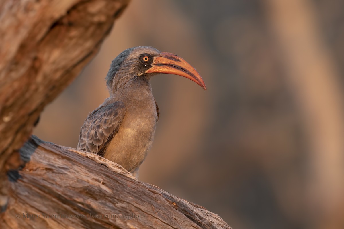 Bradfield's Hornbill - Marco Valentini