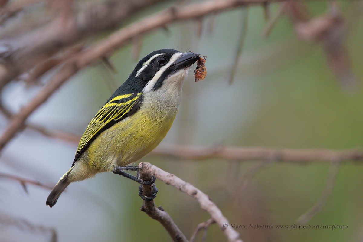 Yellow-rumped Tinkerbird (Yellow-rumped) - Marco Valentini