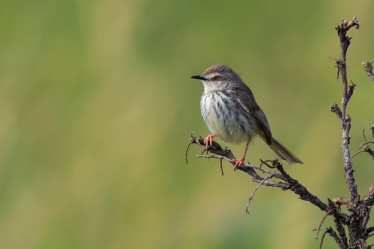 Karoo Prinia - Marco Valentini