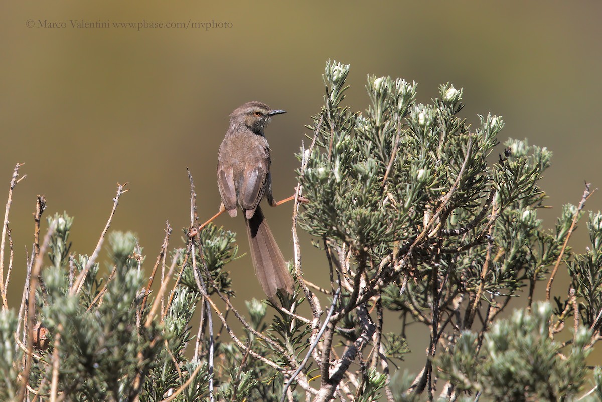 Prinia del Drakensberg - ML204570321