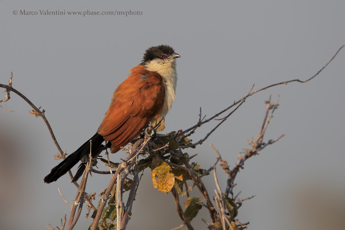 Senegal Coucal - ML204570341