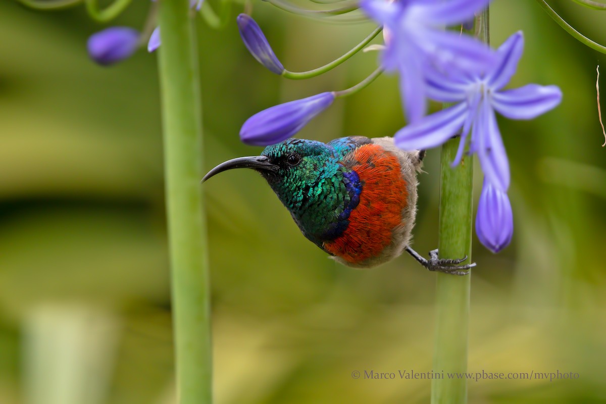 Greater Double-collared Sunbird - ML204570381