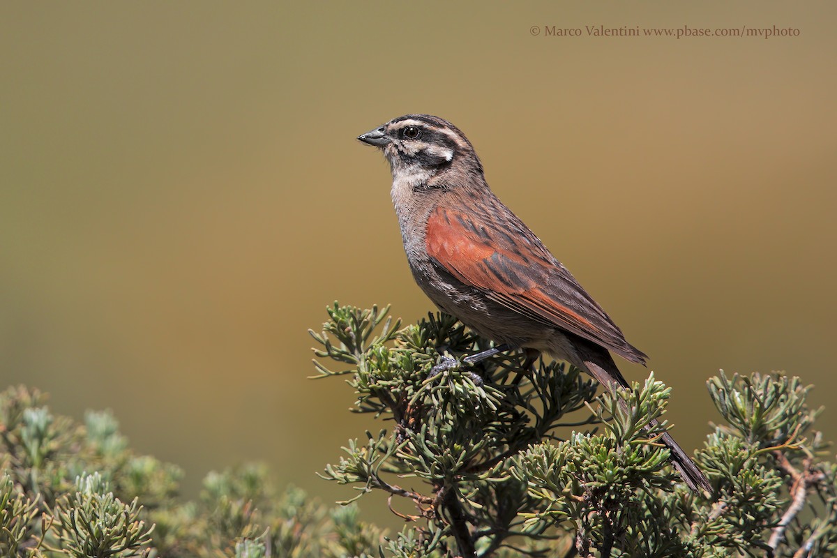 Cape Bunting - ML204570421