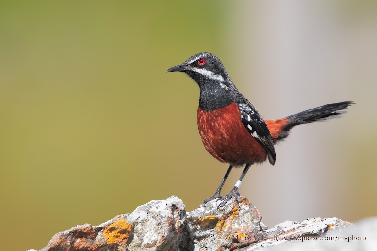 Cape Rockjumper - Marco Valentini