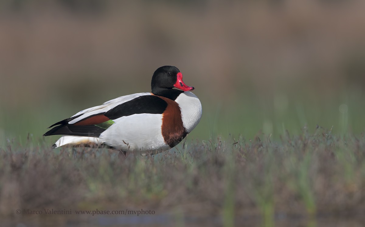 Common Shelduck - ML204570531