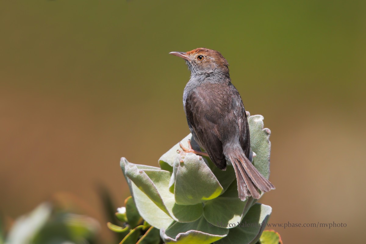 Piping Cisticola - Marco Valentini