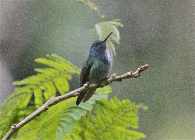 Versicolored Emerald (Versicolored) - Ken Havard